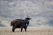 Wild goat (Capra aegagrus hircus), on stubble field, Cheviot hills, Northumberland, UK
