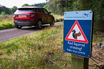 Red squirrel (Sciurus vulgaris) road warning sign, Holystone forest, Northumberland National Park, UK, September 2020