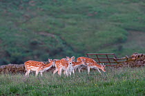 Fallow deer (Dama dama), Billsmoor Park, Northumberland National Park, UK, June