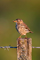 Meadow pipit (Anthus pratensis), Northumberland National Park, UK, June