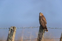 Sparrowhawk female (Accipiter nisus) perched on post, Northumberland National Park, UK