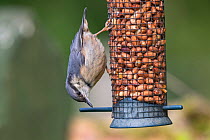 Nuthatch (Sitta europaea) on peanut feeder, Northumberland National Park, UK, May