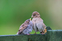 House sparrow (Passer domesticus) female feeding fledgling, Northumberland National Park, UK, May