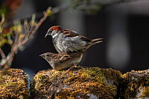 House sparrows (Passer domesticus) mating, Northumberland National Park, UK, May