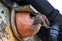 House sparrow (Passer domesticus) female feeding chick in artificial house martin nest, Northumberland National Park, UK, May