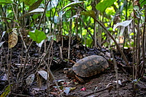 Yellow footed tortoise (Chelonoidis denticulata) eating vegetation. Yasuni National Park, Orellana, Ecuador. Vulnerable species.
