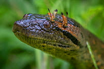 Portrait of a Green anaconda (Eunectes murinus) with botflies on his head. Yasuni National Park. Ecuador. Amazon Rainforest.
