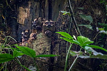 Spix&#39;s night monkeys (Aotus vociferans) in a tree hole, Yasuni National Park, Orellana, Ecuador
