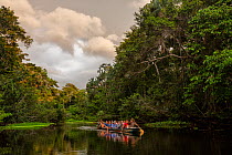 Tourists paddle through the Anangu Creek at Napo Wildlife Ecolodge looking for wildlife. Yasuni National Park, Ecuador. Amazon Rainforest.
