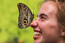 Portrait of a smiling teenager with a giant Owl butterfly (Caligo eurilochus) on her nose. Mindo, Ecuador. Model released.