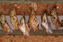 Giant owl butterfly pupae (chrysalis) hang ready to hatch in a hatching box at the Mindo butterfly Farm (Mariposas de Mindo). Mindo, Ecuador.