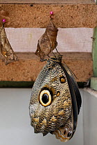 Giant owl butterfly (Caligo eurilochus) emerges from it&#39;s Chrysalis at the Mindo butterfly Farm (Mariposas de Mindo) Mindo, Ecuador.
