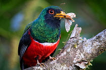 Portrait of a male Masked trogon (Trogon personatus) eating an insect. Mindo, Ecuador.