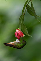 Buff-tailed coronet hummingbird (Boissonneaua flavescens) drinking from flower, Mindo, Pichincha, Ecuador