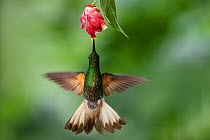 Buff-tailed coronet hummingbird (Boissonneaua flavescens) flying to flower, Mindo, Pichincha, Ecuador