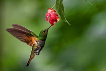 Buff-tailed coronet hummingbird (Boissonneaua flavescens) drinking from flower, Mindo, Pichincha, Ecuador
