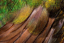 Close-up of feathers from a Buff-tailed coronet hummingbird (Boissonneaua flavescens) Mindo, Pichincha, Ecuador