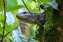 Portrait of a Northern caiman lizard (Dracaena guianensis), Yasuni National Park, Ecuador