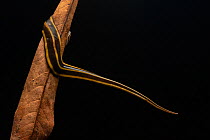 Portrait of a flatworm (Pseudogeoplana) on a dead leaf at night, Mindo, Ecuador.