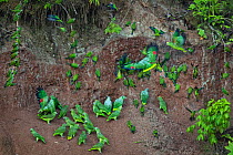 Mealy parrot (Amazona farinosa), Dusky Headed Parakeet (Aratinga weddellii) and Yellow-crowned Parrot (Amazona ochrocephala) group at clay lick. Yasuni National Park, Ecuador