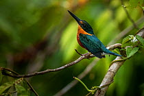 Green-and-Rufous kingfisher (Chloroceryle inda) perched on a branch. Yasuni National Park, Ecuador. Amazon Rainforest.
