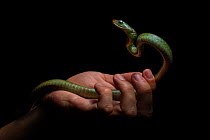 Man&#39;s hand holds a juvenile Wagler&#39;s Sipo (Chironius scurrulus) snake. Yasuni National Park, Ecuador. Amazon Rainforest.