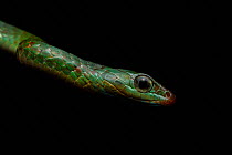 Portrait of a juvenile Wagler&#39;s sipo (Chironius scurrulus) snake. Yasuni National Park, Ecuador. Amazon Rainforest.