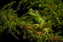 Portrait of a male Emerald glass frog (Espadarana prosoblepon) Ecuador.