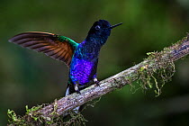Velvet-purple coronet (Boissonneaua jardini) hummingbird, Mindo, Ecuador.