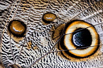 Close up of the spots pattern on wing of a Giant owl butterfly (Caligo sp) Mindo, Ecuador.