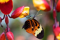 Ismenius tiger butterfly (Heliconius ismenius), Mindo, Ecuador.