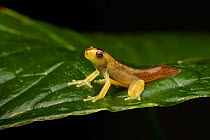 Babbling Torenteer frog (Hyloscirtus alytolylax) juvenile in metamorphosis / neonate. Mindo, Ecuador