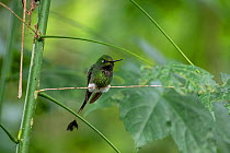 Booted racket-tail hummingbird (Ocreatus underwoodii melanantherus) hummingbird sitting on a branch. Mindo, Ecuador
