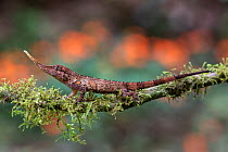 Pinocchio lizard (Anolis proboscis) male on a branch, Mindo, Pichincha, Ecuador, Endangered species.