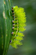 Saturnnid caterpillar (Saturniidae) Ecuador.