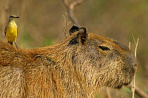 Capybara (Hydrochoerus hydrochaeris) with Cattle tyrant (Machetornis rixosus) Venezuela.