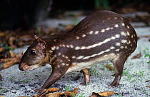 Paca (Cuniculus paca) Brazil.