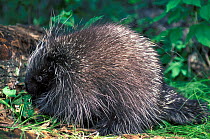 North-American porcupine (Erethizon dorsatum) portrait, captive. Minnesota, USA.