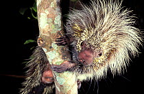 Lichtenstein tree porcupine (Sphiggurus insidiosus) captive, Brazil.
