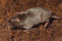 Coruro (Spalacopus cyanus) captive, endemic to Chile.