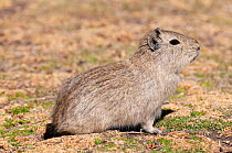Montane guinea pig (Cavia tschudii) Puno, Peru.