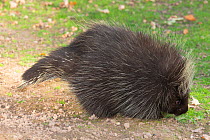 North American porcupine (Erethizon dorsatum) captive in zoo.Occurs in North America.