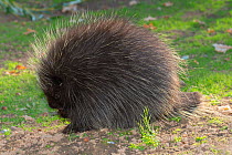 North American porcupine (Erethizon dorsatum) feeding, captive in zoo. Occurs in North America.