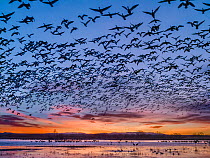 Sandhill cranes (Antigone canadensis) standing in pond as Snow geese (Chen caerulescens) and Ross&#39;s geese (Anser rossii) fly above at sunrise, Bosque del Apache National Wldlife Refuge, New Mexico...