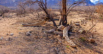 Charred Saguaro cactus (Carnegiea gigantea) in Catalina State Park, Arizona, USA, February 2021. Aftermath of Bighorn Fire that burned 120,000 acres of Sonoran Desert in June/July 2020