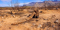 Charred Saguaro cactus (Carnegiea gigantea) in Catalina State Park, Arizona, USA, February 2021. Aftermath of Bighorn Fire that burned 120,000 acres of Sonoran Desert in June/July 2020