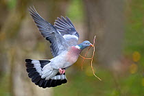 Wood pigeon (Columba palumbus) flying with nesting material in beak ,  Lorraine, France, April