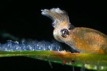 Female Northern pygmy squid (Idiosepius paradoxus) preparing to lay another egg on a blade of eelgrass (Zostera marina), Yamaguchi Prefecture, Japan.