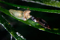 Northern pygmy squid (Idiosepius paradoxus) female accepting spermatophore from the smaller, darker male (right) while depositing eggs on a blade of eelgrass (Zostera marina), Yamaguchi Prefecture, Ja...