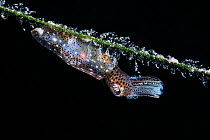 Female Northern pygmy squid (Idiosepius paradoxus) attached to on a blade of eelgrass (Zostera marina), Yamaguchi Prefecture, Japan.
